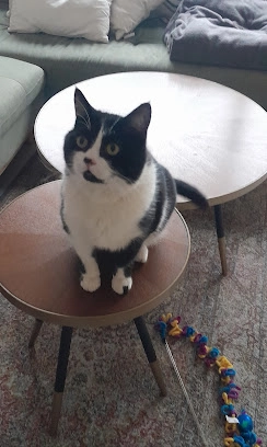 Chat noir et blanc gardé à domicile à Rennes
