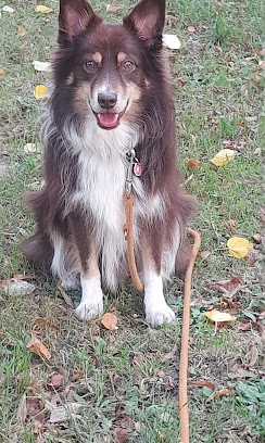 Chien gardé et promené à Rennes